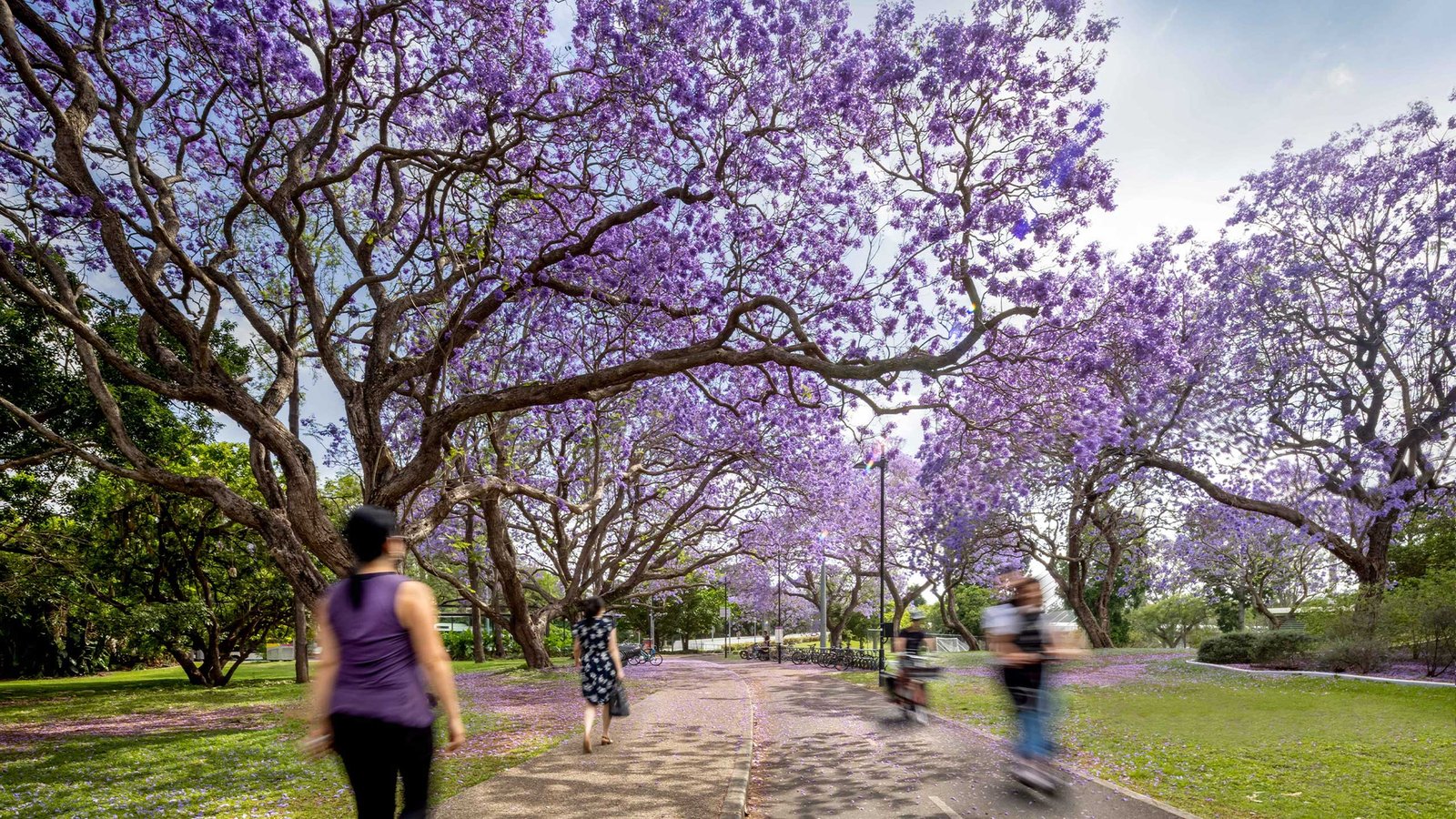 A footpath winding under canopies of purple jacaranda blossom in Brisbane, with people walking along it